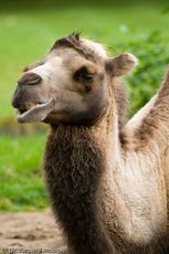 Kamel (46 von 108).jpg